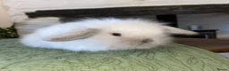 Mini Lop rabbits for sale: Exquisite Lilac Mini Lops - Advert 4