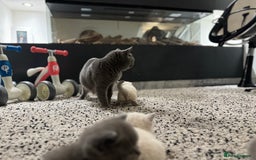 British Shorthair cats for sale: RARE OPPORTUNITY blue GCCF ACTIVE female stunning  - Image 2
