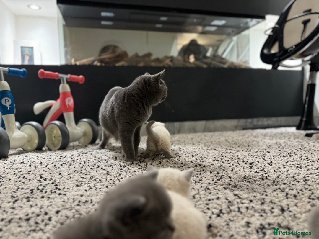 British Shorthair cats for sale: RARE OPPORTUNITY blue GCCF ACTIVE female stunning  - Image 2