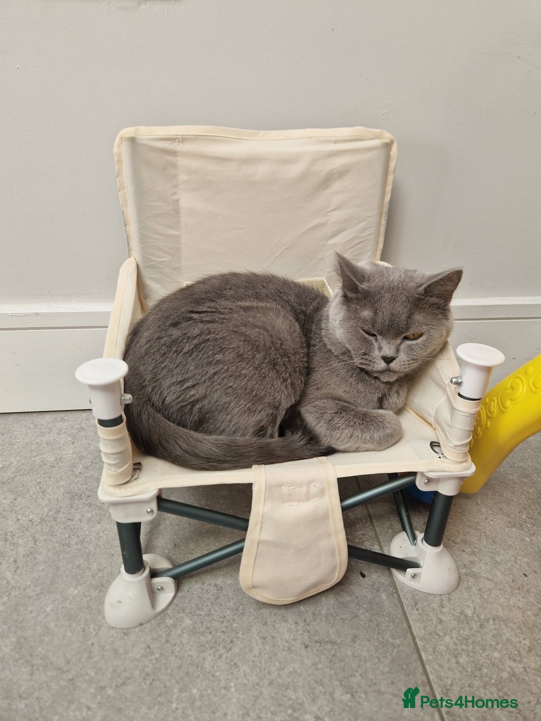 British Shorthair cats for sale: British Shorthair - Image 3