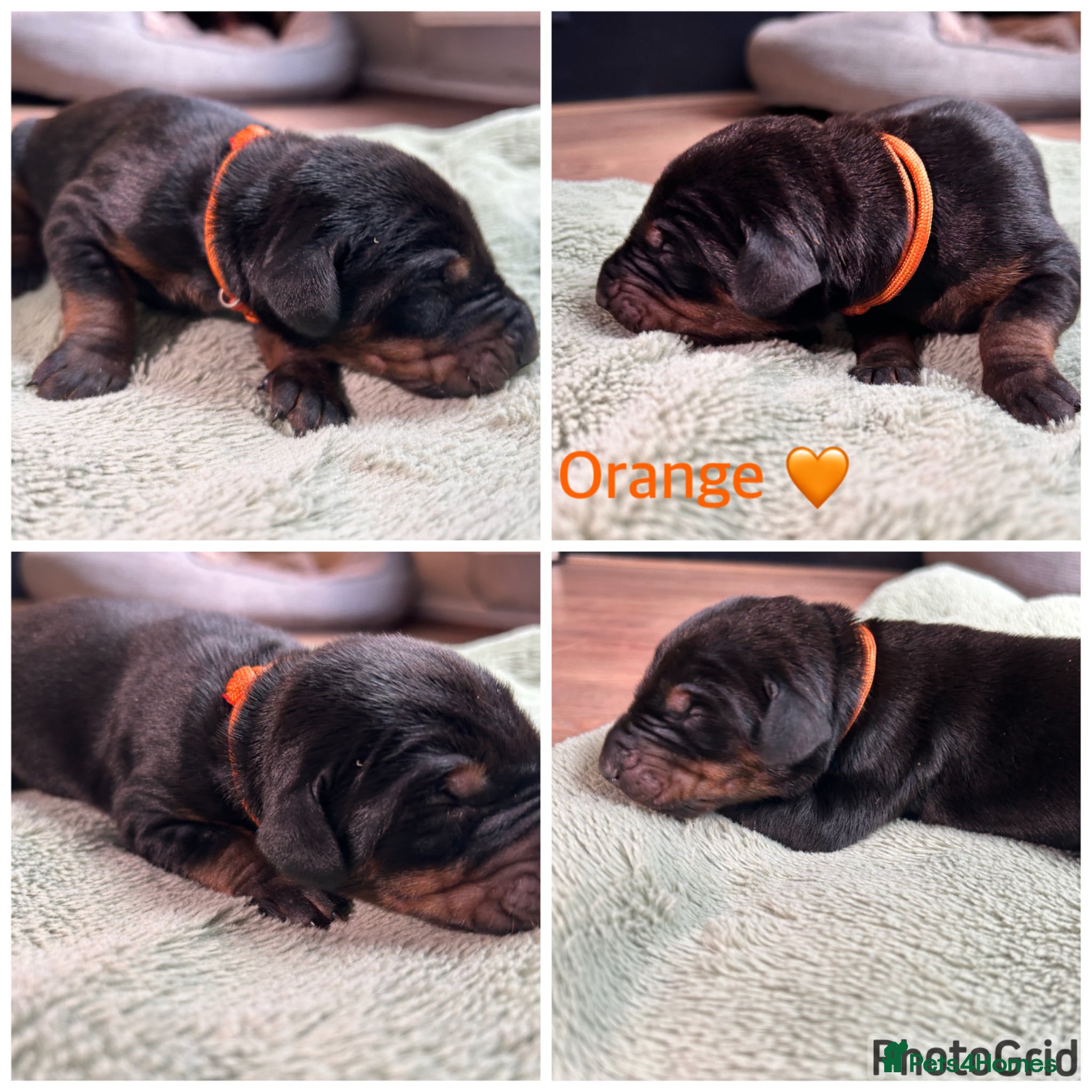 Dobermann dogs 6 Dobermann puppies LEFT born 20th april - Advert 5