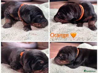 Dobermann dogs 6 Dobermann puppies LEFT born 20th april - Advert 3