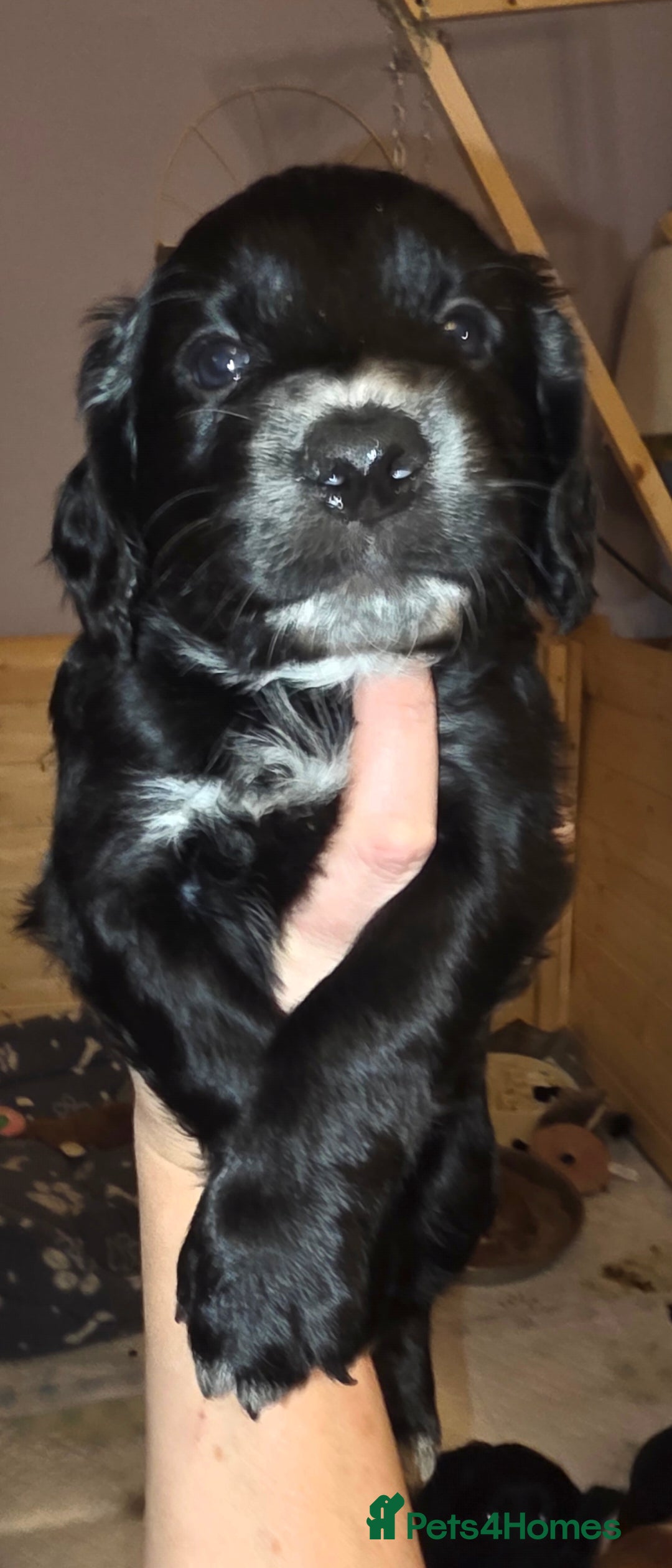Sprocker dogs for sale: Beautiful chunky sprocker spaniel puppies  - Advert 11