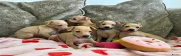 Italian Greyhound dogs for sale: 🏡 Italian greyhound puppies ready soon 🏡 - Advert 25