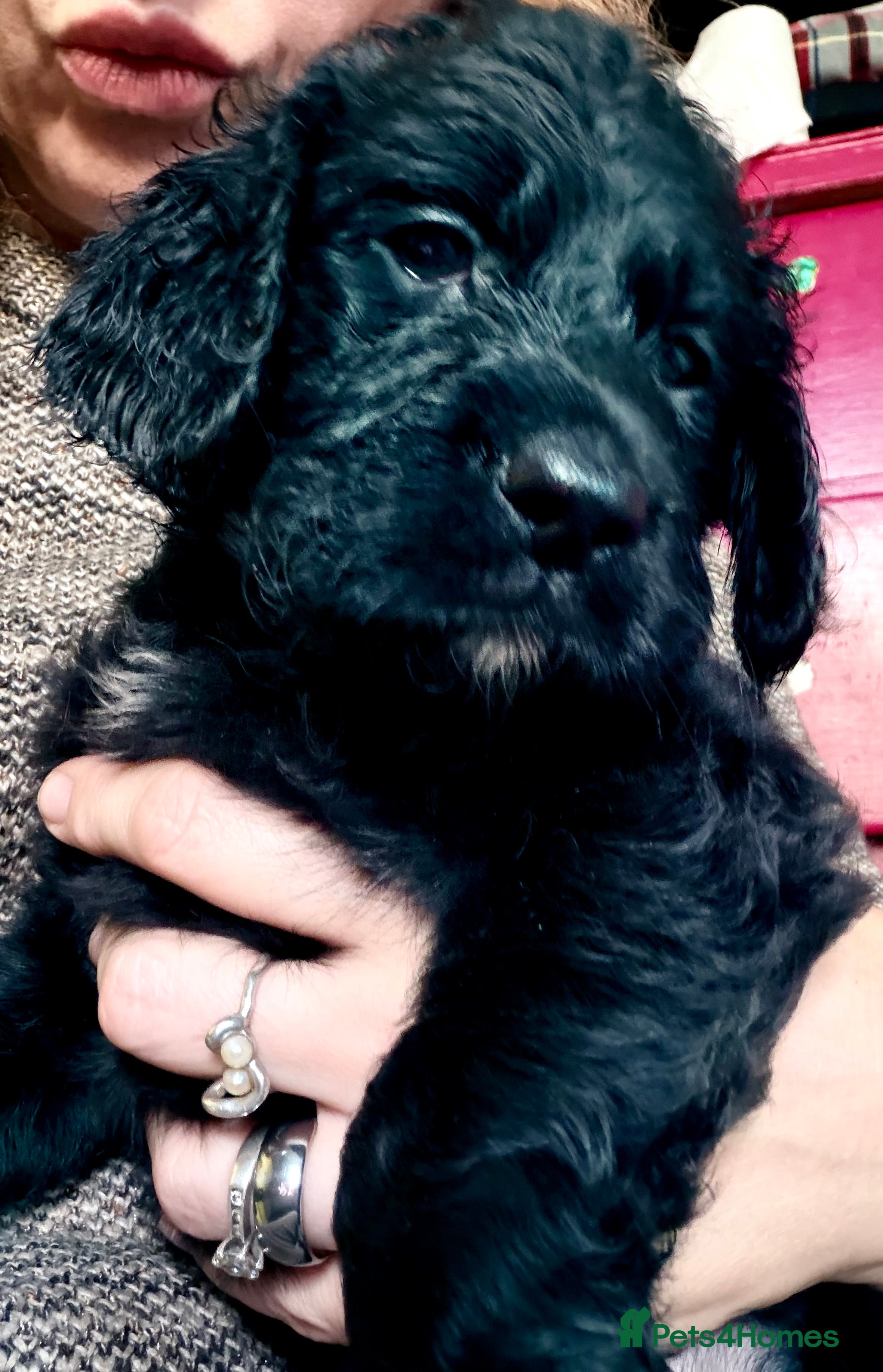 Mixed Breed dogs Stunning litter of Gordon Doodles. - Advert 2
