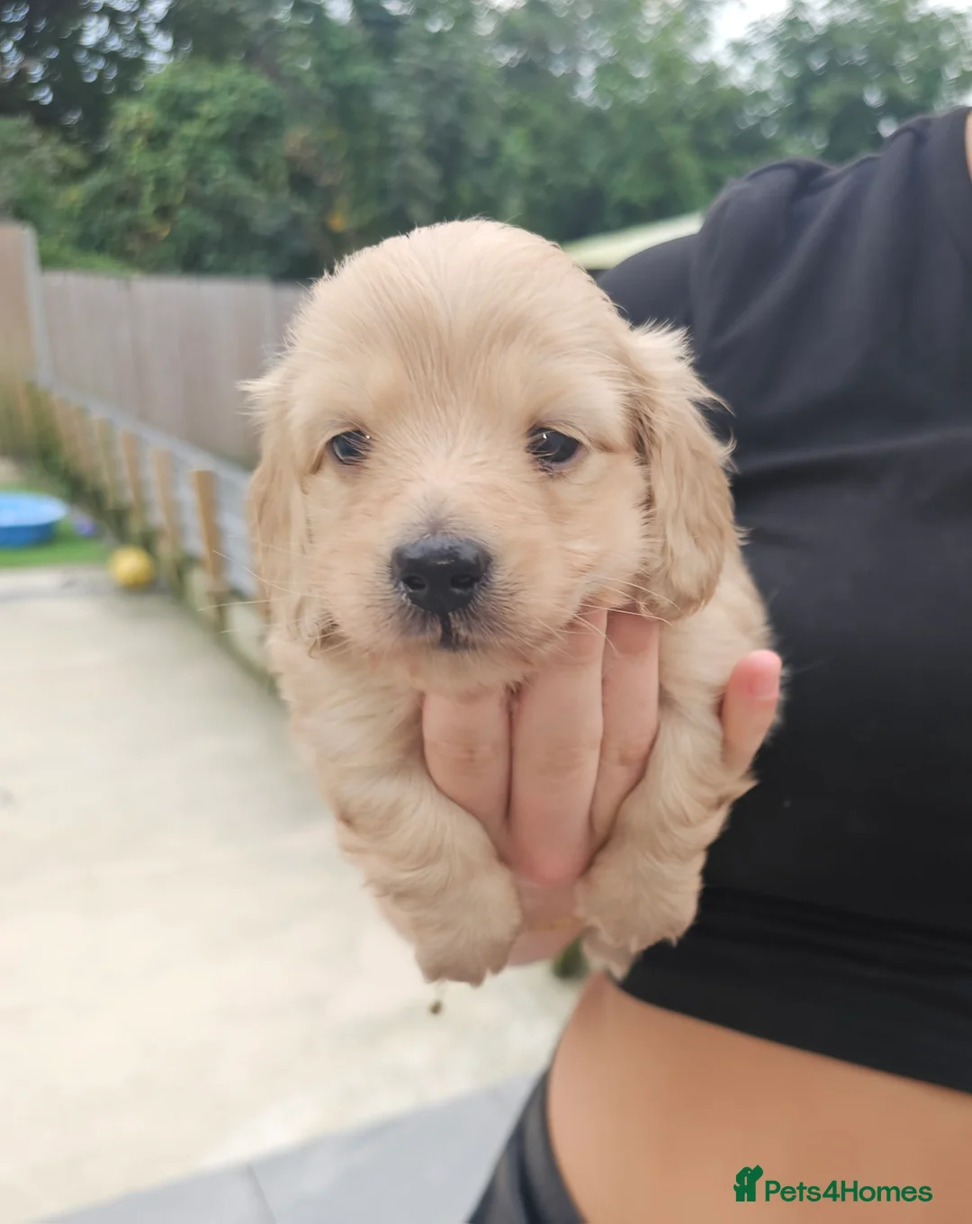 Miniature Dachshund dogs for stud: Dna and ivdd screened Mini Dachshund  in Southampton - Advert 11