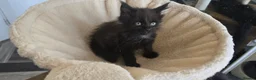 Maine Coon cats for sale: Maine coon kittens - Advert 37