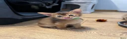 Abyssinian cats for sale: Abyssinian kittens 🌟😻🌟 - Advert 19