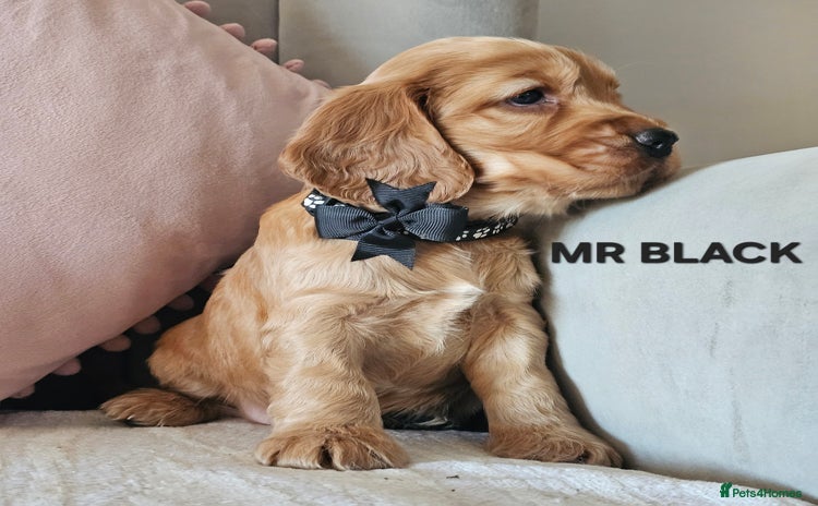 Cocker Spaniel dogs Stunning! Golden Kc Show Type Cocker Spaniels. - Advert 4