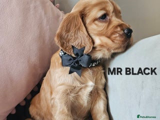 Cocker Spaniel dogs Stunning! Golden Kc Show Type Cocker Spaniels. - Advert 12