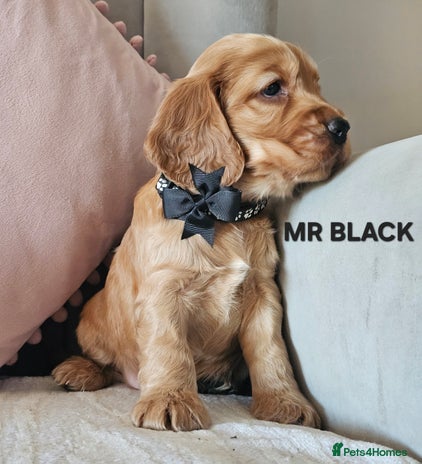 Cocker Spaniel dogs Stunning! Golden Kc Show Type Cocker Spaniels. - Advert 4