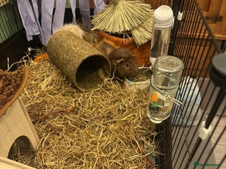 Guinea Pig rodents Two Guinea pigs for sale cage included - Advert 1