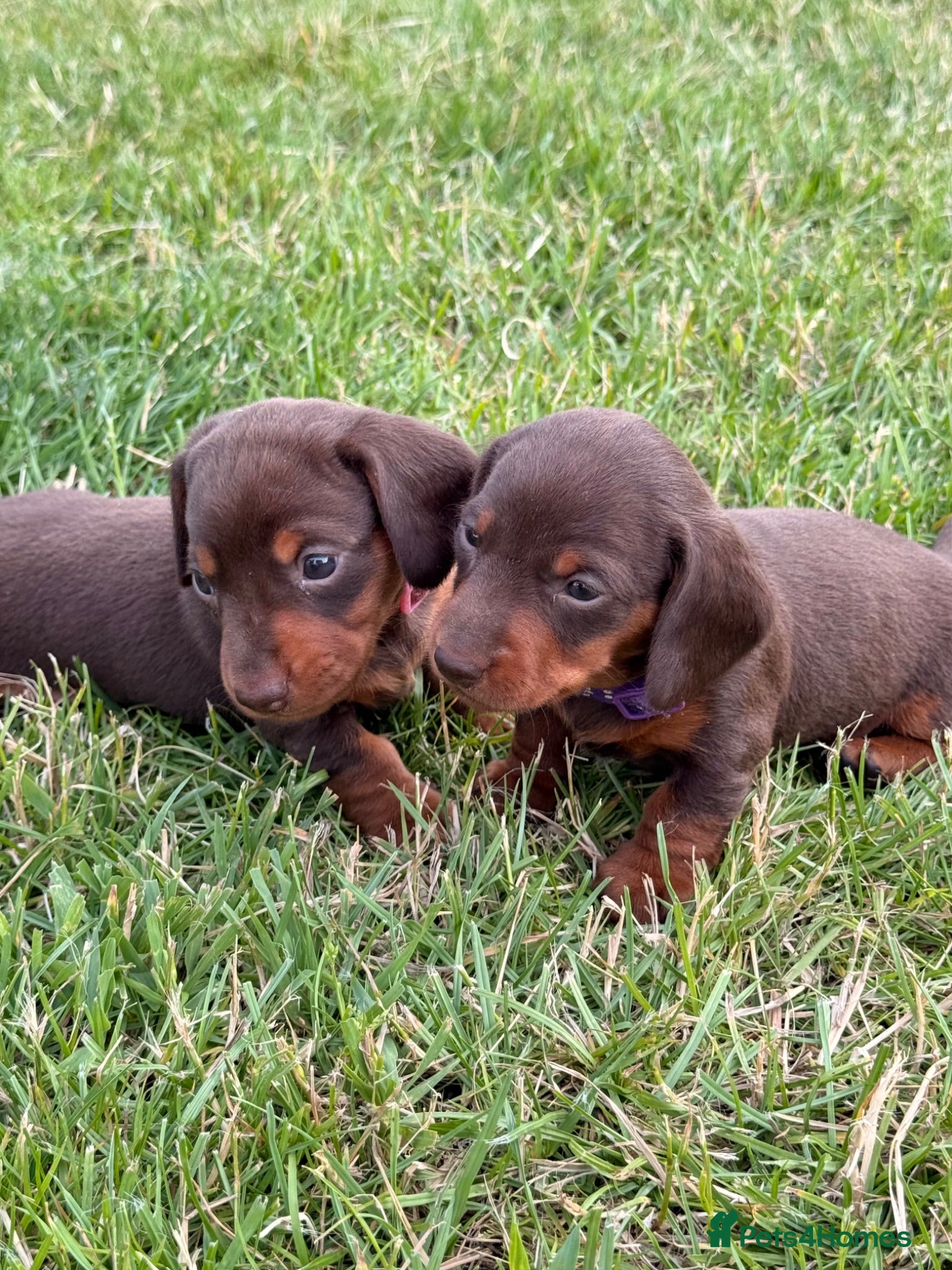 Miniature Dachshund dogs Beautiful miniature dachshund puppies available  - Advert 1