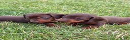 Miniature Dachshund dogs for sale: Beautiful miniature dachshund puppies available  - Advert 21