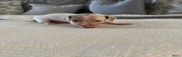 Dachshund dogs for sale: Miniature dachshund  - Advert 6