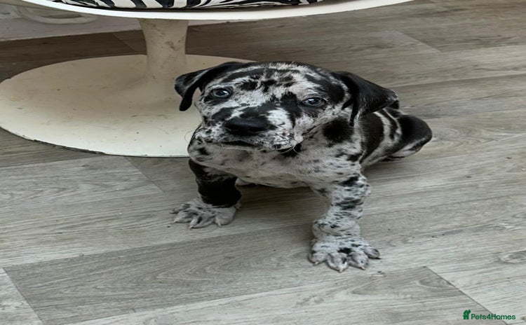 Great Dane dogs - Advert 13