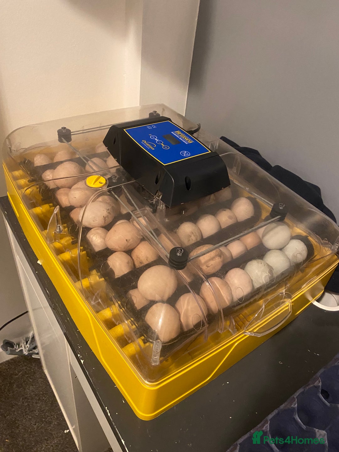 Chickens poultry for sale: Incubators, candlers, brooder, auto doors - Advert 3