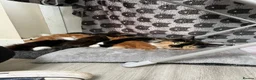 Mixed Breed cats for sale: SALT & PEPPER ❤️ - Advert 6