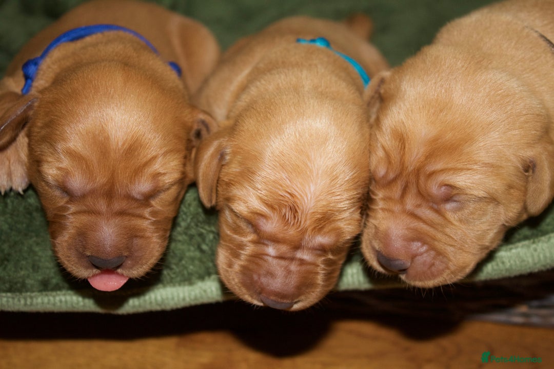 Labrador Retriever dogs for sale: 🐾 KC Registered Fox Red Lab Puppies 🐾 - Image 11