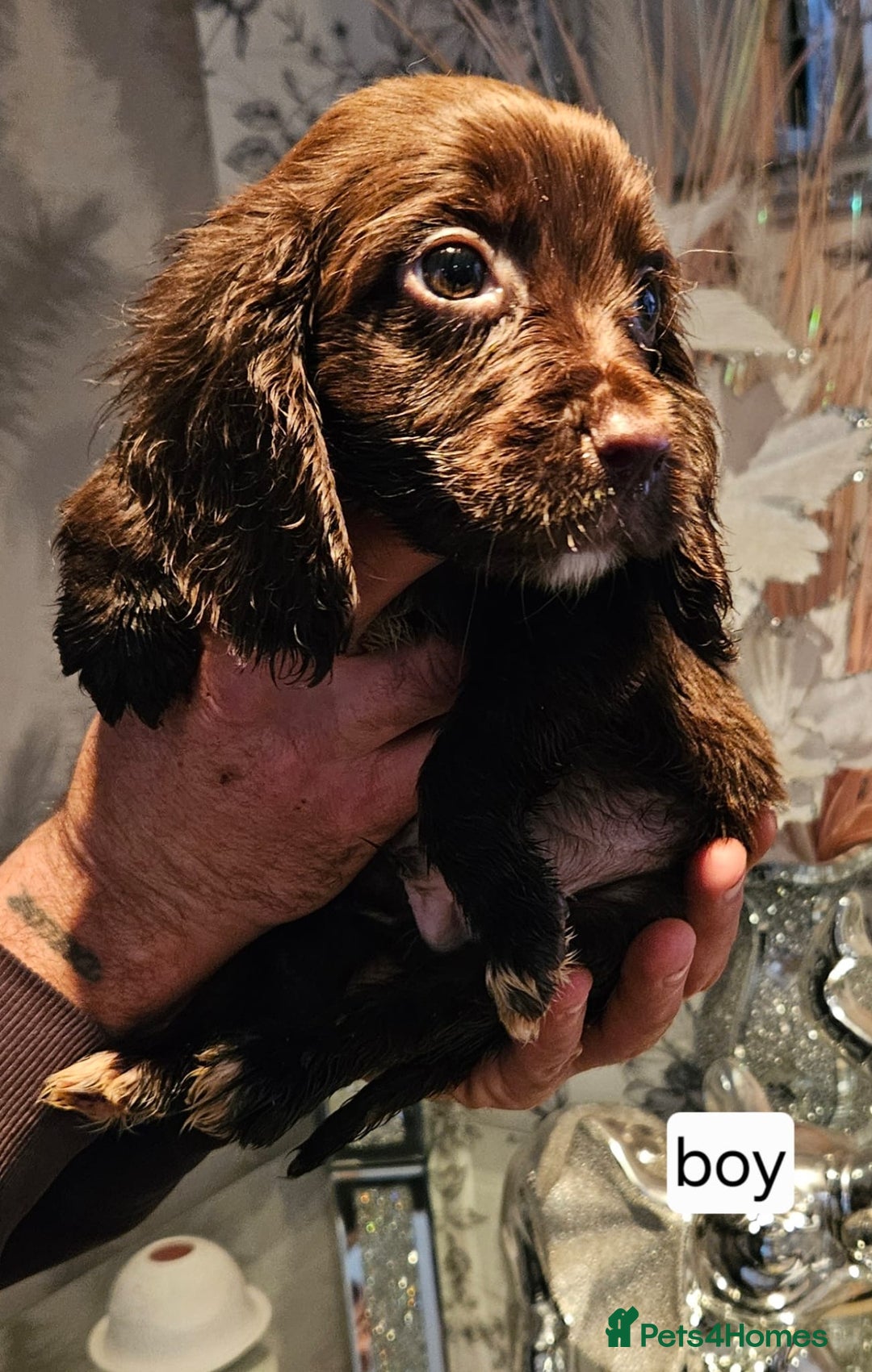 Cocker Spaniel dogs for sale: Beautiful cocker spaniels  - Advert 7