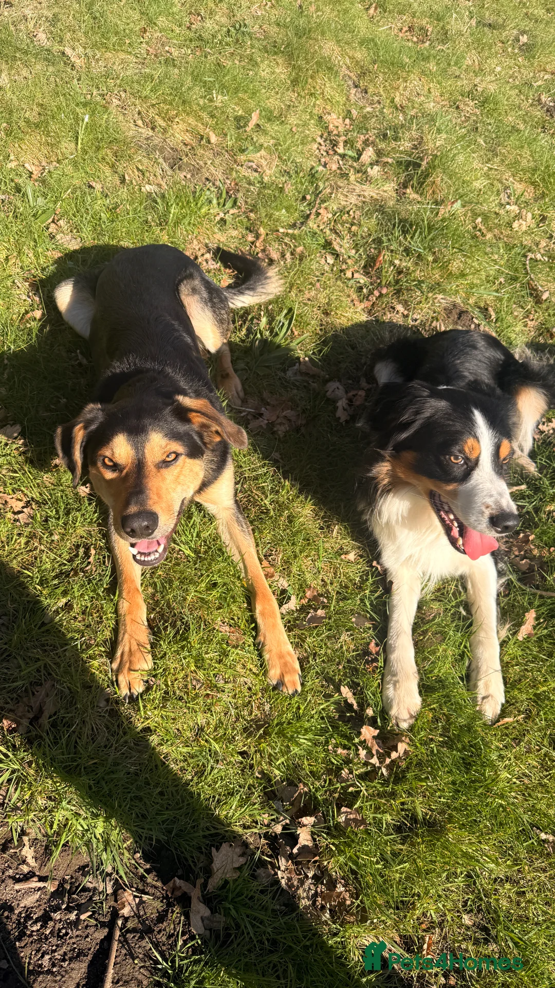 Sprollie dogs for sale: Otto & Hank - collie x’s bonded pair (1.5 & 2 yo) - Advert 1