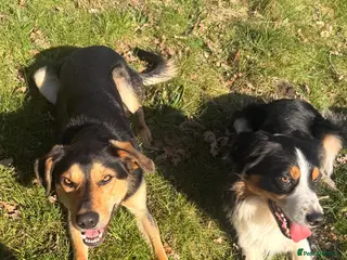 Sprollie dogs Otto & Hank - collie x’s bonded pair (1.5 & 2 yo) - Advert 3