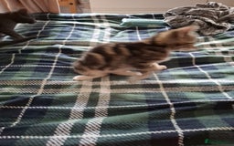 Mixed Breed cats for sale: 8 week kittens - Image 15