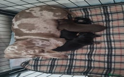 Miniature Dachshund dogs for sale: Kc registered quality mini dachshund puppies - Image 5