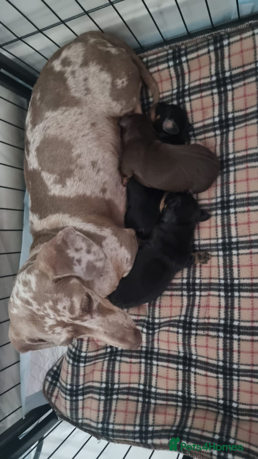 Miniature Dachshund dogs for sale: Kc registered quality mini dachshund puppies - Image 5