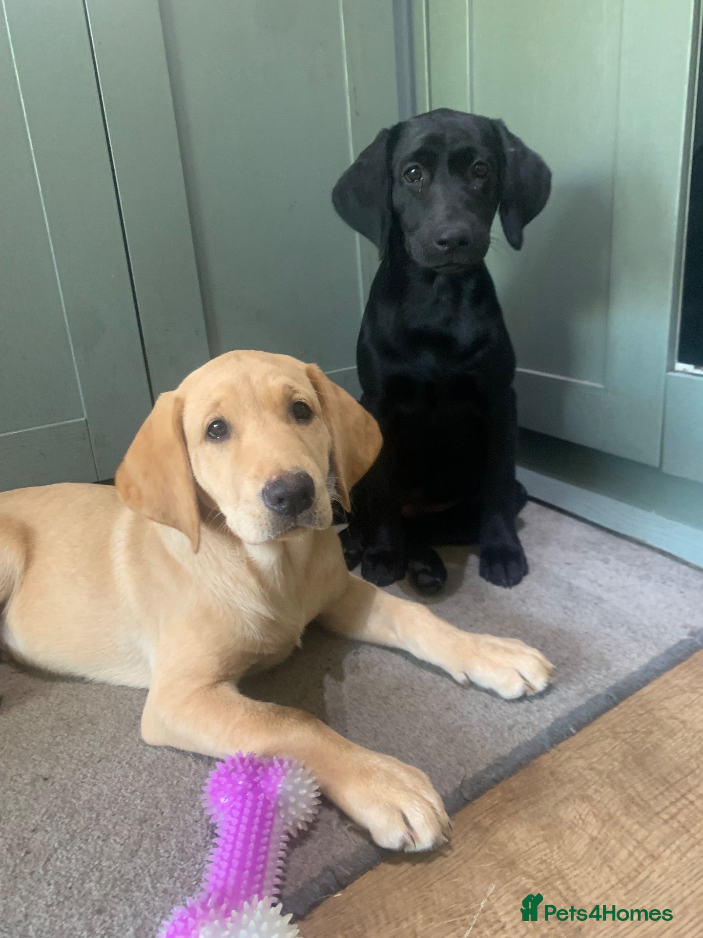 Labrador Retriever dogs Stunning KC Labrador/1 boy left 🐾 - Advert 12