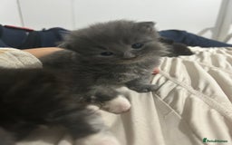 British Longhair cats for sale: 3 beautiful British longhair x  - Image 1