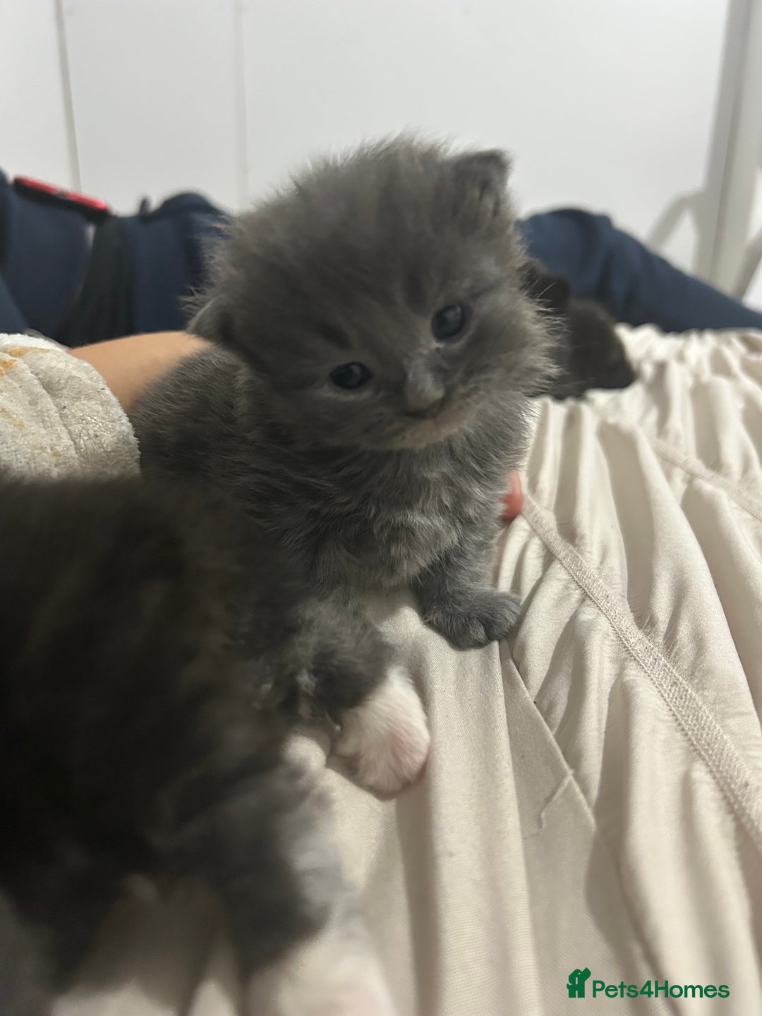 British Longhair cats for sale: 3 beautiful British longhair x  - Image 1