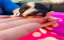 Chipoo dogs for sale: Tiny Chihuahua/ Asian Toy poodle puppies  - Image 7