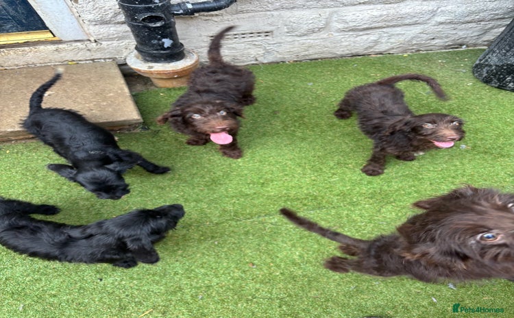 Labradoodle dogs - Advert 9