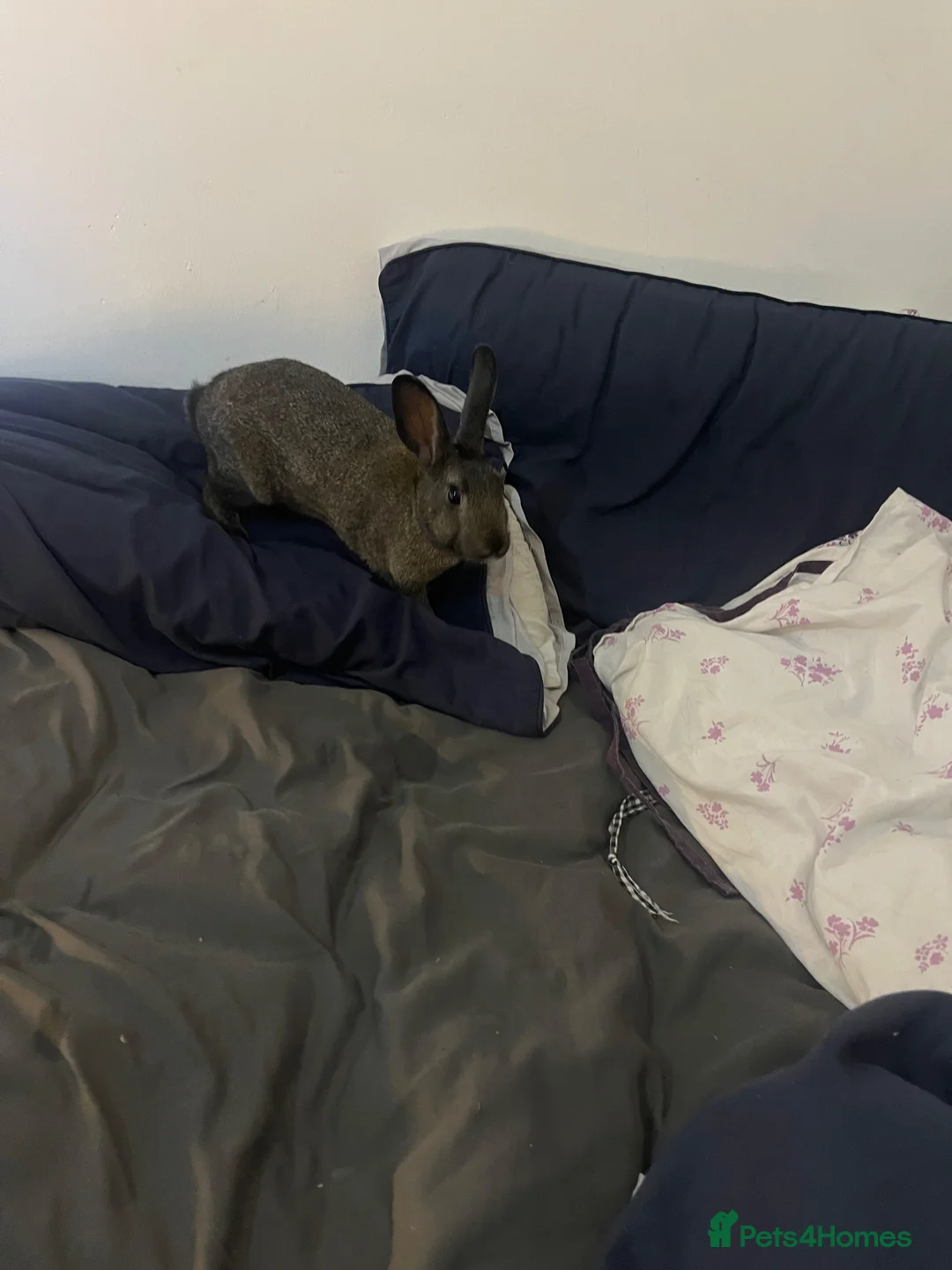 Lionhead rabbits for sale: 2 friendly litter trained bunnies  - Advert 2