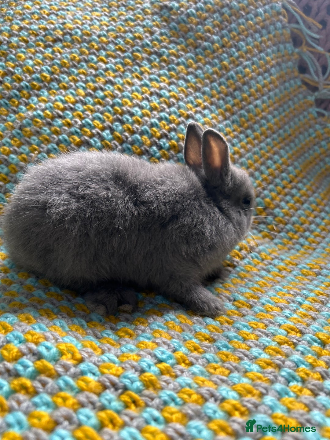 Netherland Dwarf rabbits for sale: Vaccinated Netherland Dwarf Rabbits - Image 18