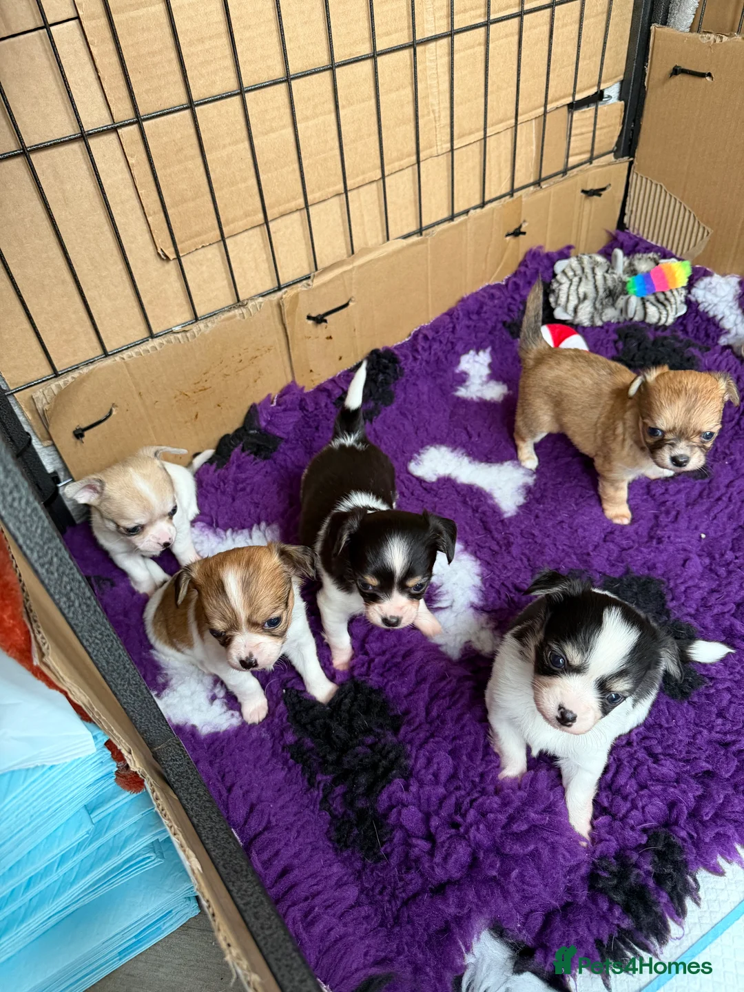 Chihuahua dogs for sale: Chihuahua pups looking for there home  - Advert 1