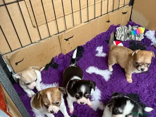 Chihuahua dogs Chihuahua pups looking for there home - Advert 3