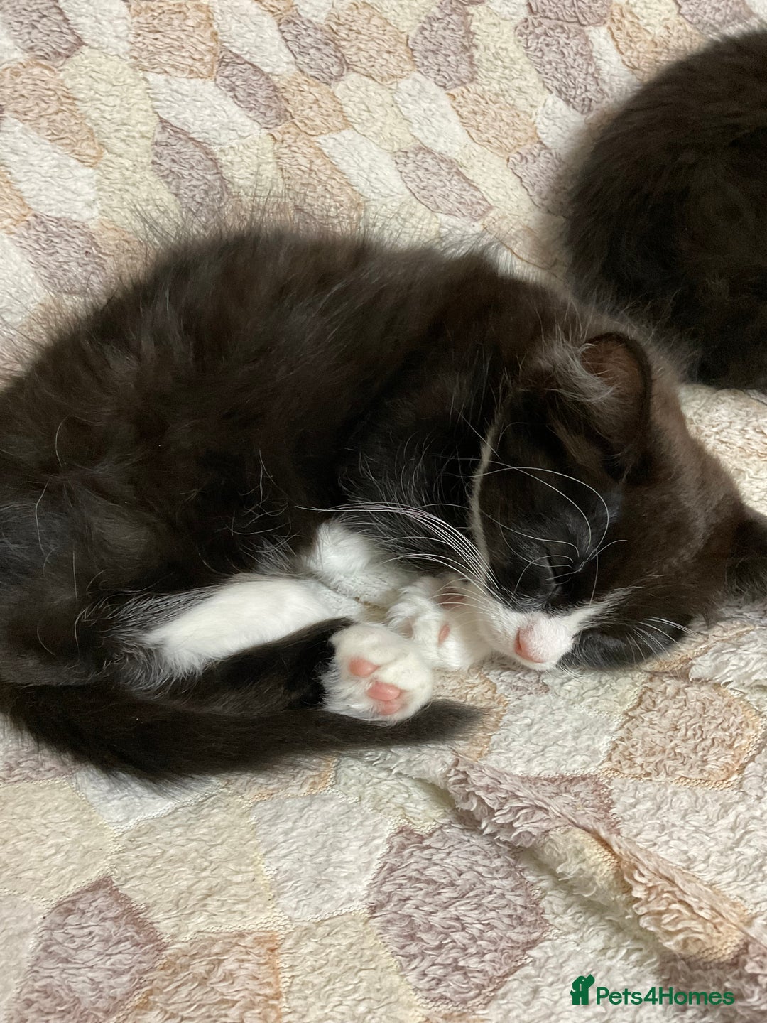 Siberian cats for sale: 🐾 Siberian X Tuxedo Boy*vaccinated health checked - Advert 13