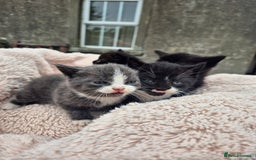 Mixed Breed cats for sale: 2 Beautiful b+w kittens Ready Now ( 2 left) - Image 4
