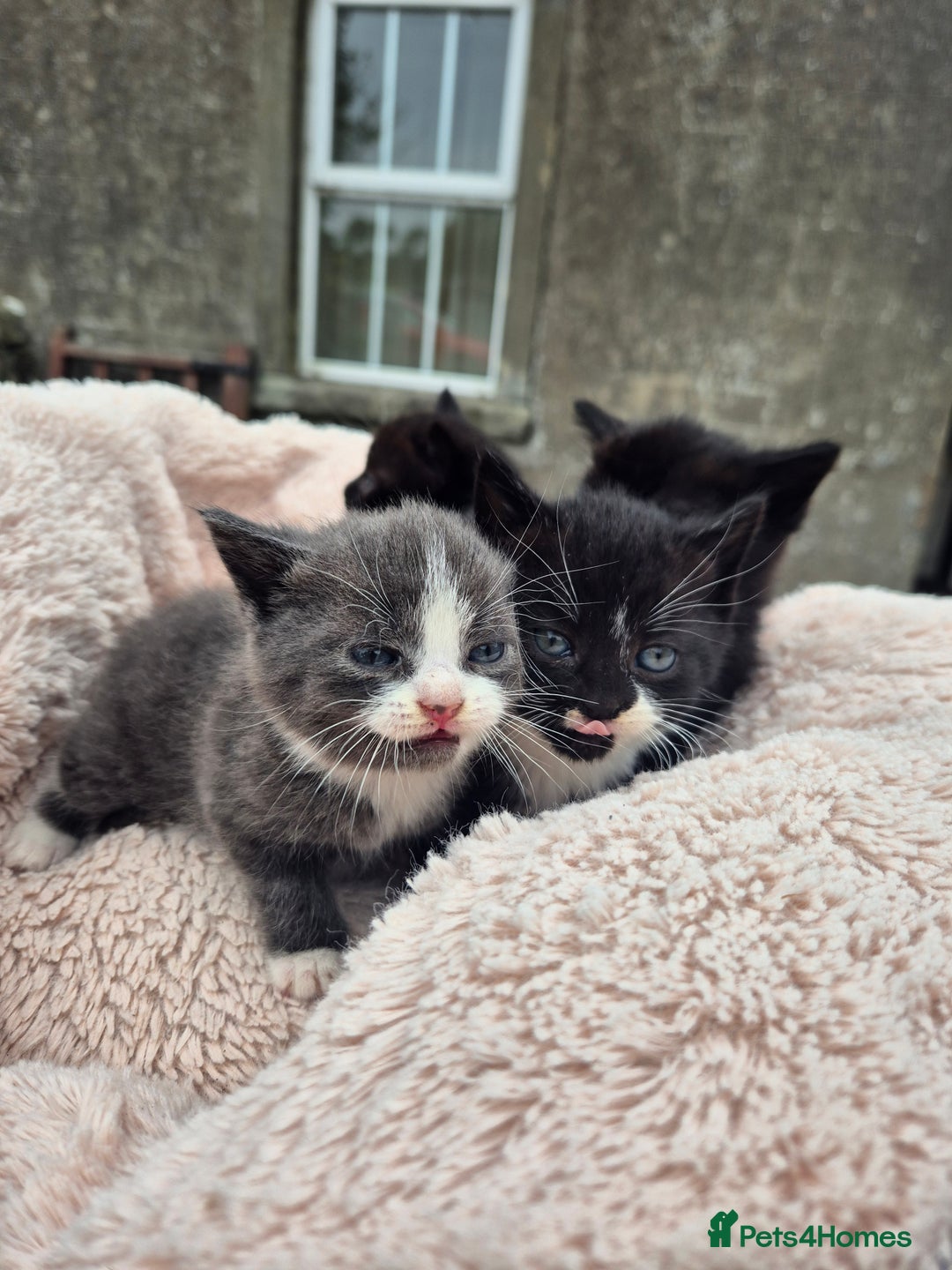 Mixed Breed cats for sale: 2 Beautiful b+w kittens Ready Now ( 2 left) - Image 4