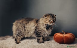 Scottish Fold cats for sale: Full pedigree! TICA registered Scottish Fold - Image 3