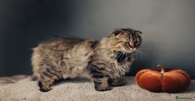 Scottish Fold cats - Advert 3