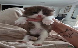 British Shorthair cats for sale: Chocolate Bi-colour GCCF registered boy - Image 10