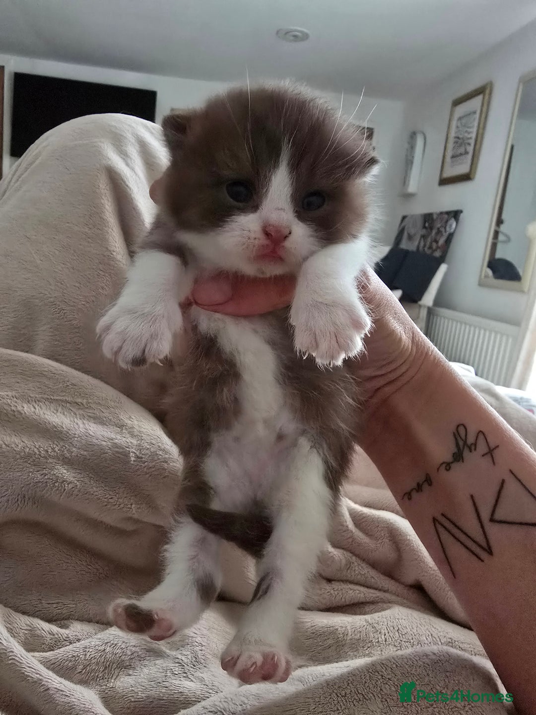 British Shorthair cats for sale: Chocolate Bi-colour GCCF registered boy - Image 10