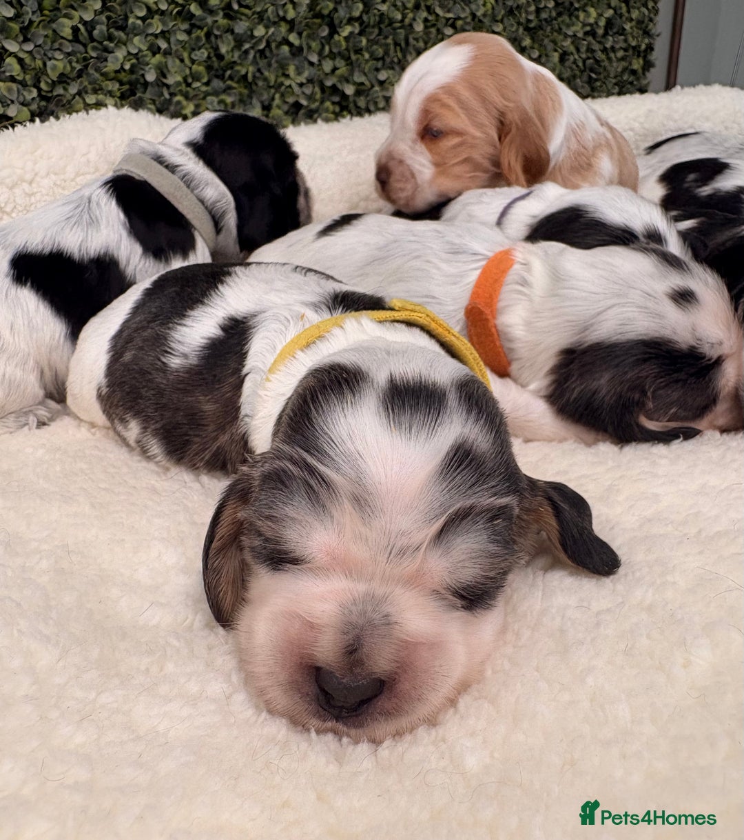 Cocker Spaniel dogs for sale: 🖤🤍 KC REG Show Cocker Spaniel Puppies For Sale - Advert 5