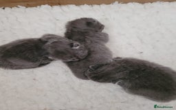 British Shorthair cats for sale: GCCF REG. ACTIVE BSH KITTENS SHOW LINES - Image 12