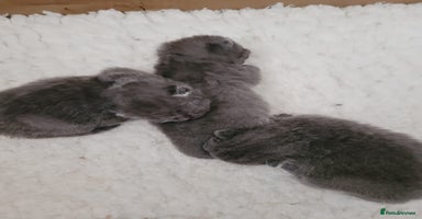 British Shorthair cats - Advert 2