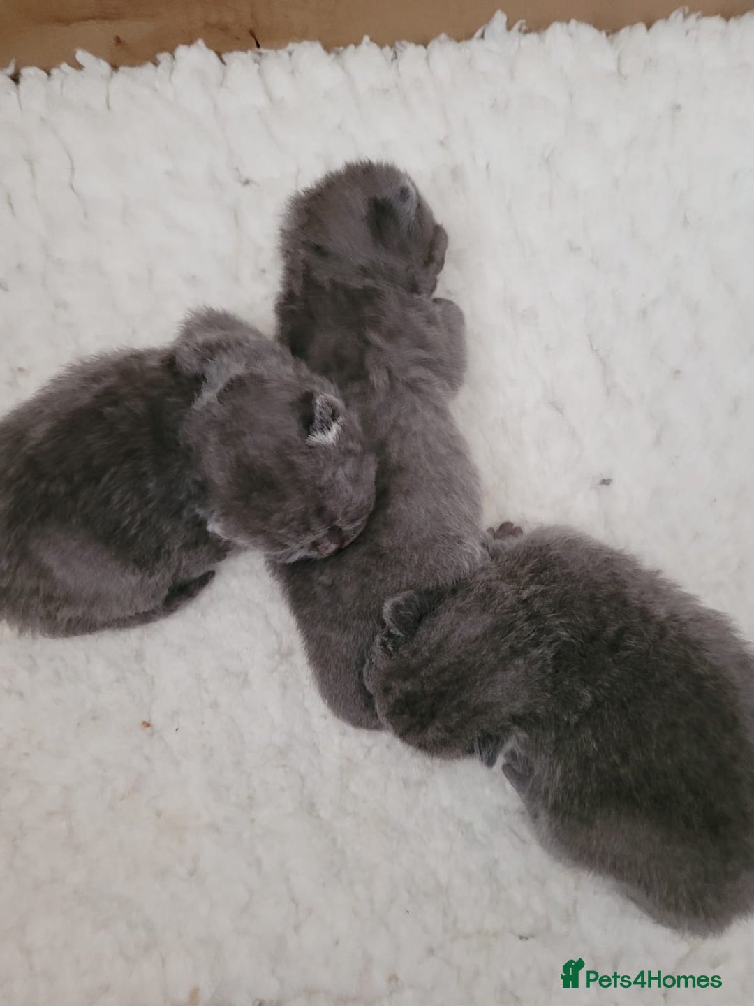 British Shorthair cats for sale: GCCF REG. ACTIVE BSH KITTENS SHOW LINES - Image 12