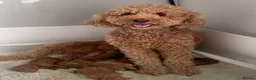 Labradoodle dogs for sale: Miniature Labradoodles  - Advert 1
